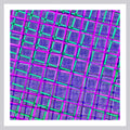 005/LSQ_04